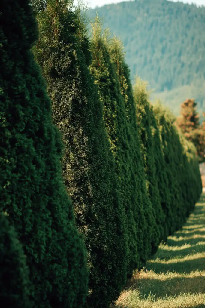Creative DIY Privacy Fence Ideas on a Budget Using Plants for a Stylish Outdoor Sanctuary